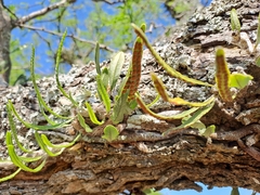 Microgramma mortoniana