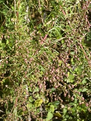 Artemisia morrisonensis