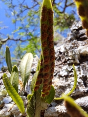 Microgramma mortoniana