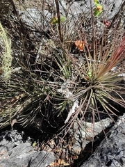 Tillandsia juncea