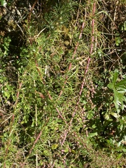 Artemisia morrisonensis