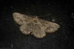Psilalcis isombra