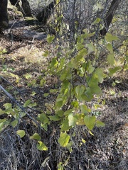 Aristolochia californica