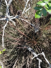 Tillandsia juncea