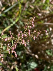 Artemisia morrisonensis