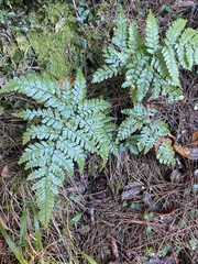 Dryopteris formosana