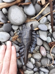 Callorhinchus milii