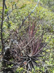 Tillandsia juncea