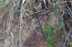 Telephlebia godeffroyi