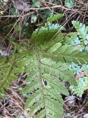 Dryopteris formosana