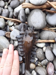Callorhinchus milii