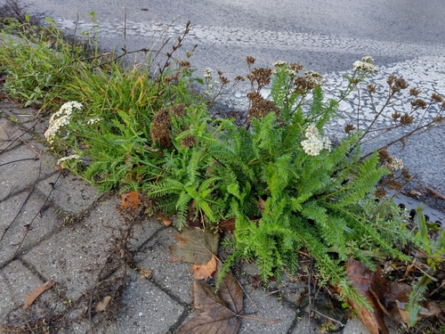 Hajdučka trava (Achillea millefolium)