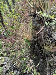 Tillandsia juncea