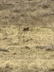 Leptailurus serval lipostictus