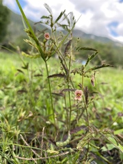 Aeschynomene americana