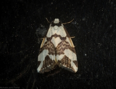 Thallarcha staurocola