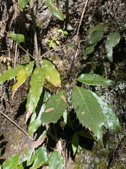 Quercus stenophylloides