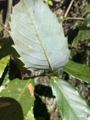 Quercus stenophylloides