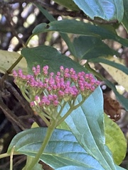Viburnum urceolatum