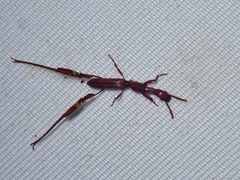 Calodromus