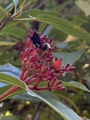 Viburnum urceolatum