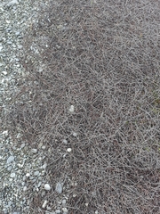 Muehlenbeckia ephedroides