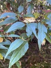 Viburnum urceolatum