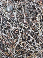 Muehlenbeckia ephedroides