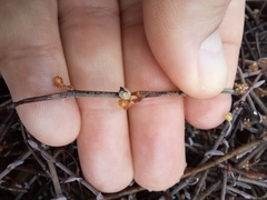 Muehlenbeckia ephedroides