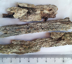 Bacidia minutissima