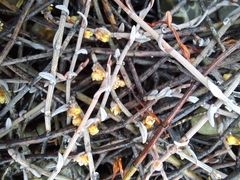 Muehlenbeckia ephedroides