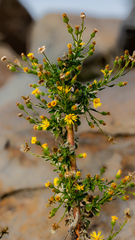 Heterotheca
