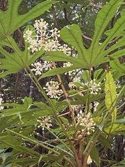Fatsia polycarpa