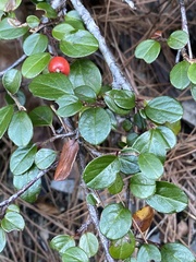 Cotoneaster apiculatus