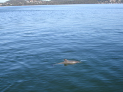 Delphininae