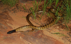 Aspidites melanocephalus