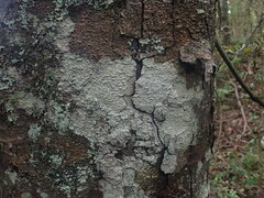 Lepra psoromica
