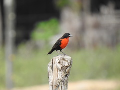 Leistes militaris