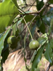 Pittosporum illicioides