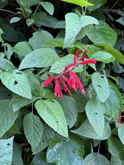 Salvia cinnabarina