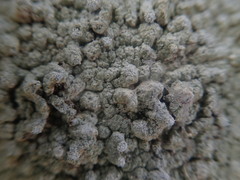 Lepra psoromica