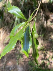 Pittosporum illicioides