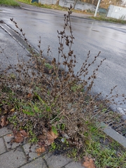 Magnoliopsida