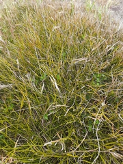 Carmichaelia australis