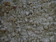 Lepra psoromica