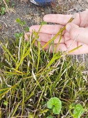 Carmichaelia australis