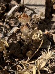 Trifolium cyathiferum