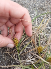 Carex pumila