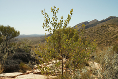 Grevillea wickhamii