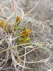 Carex pumila